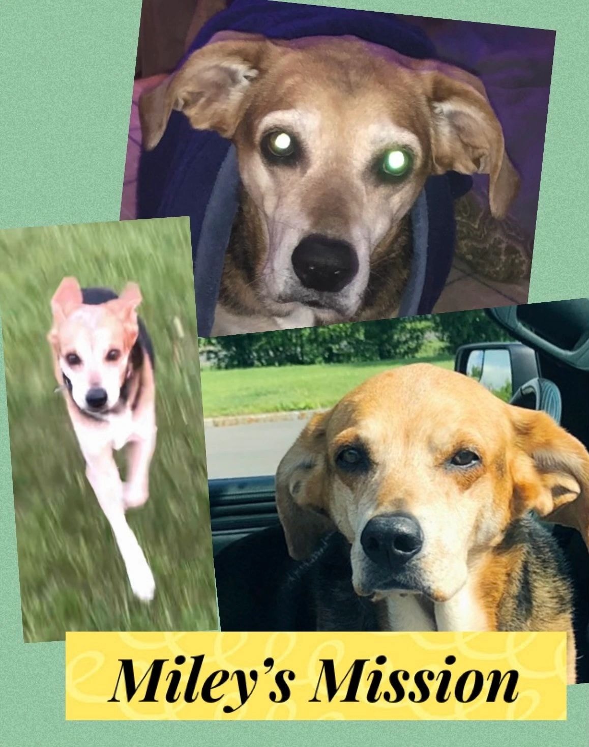 Miley's Mission dog portrait collage