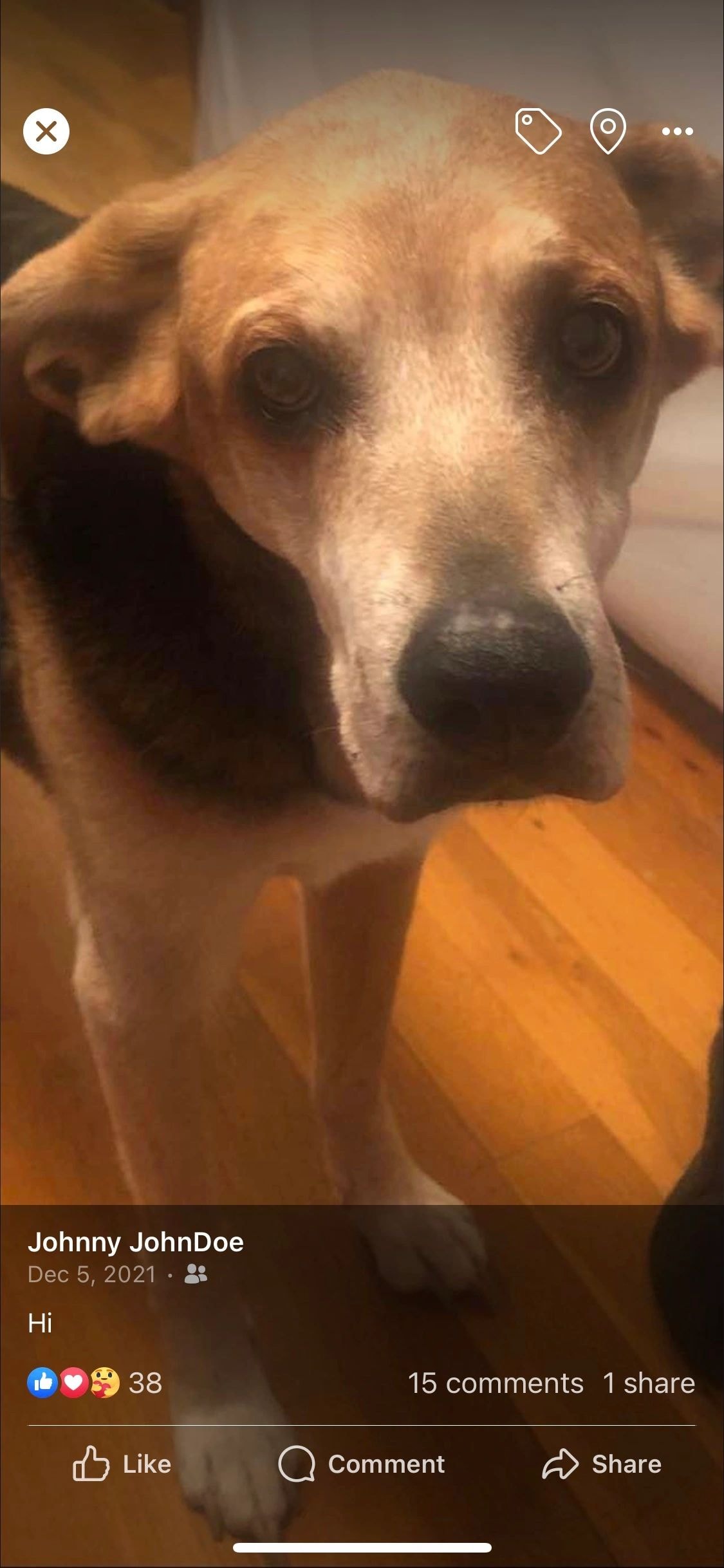 Tan and white dog portrait