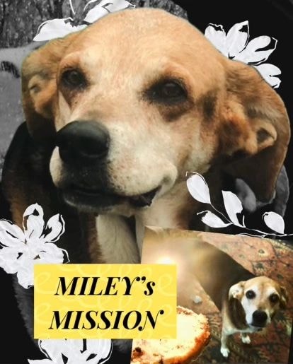 Miley's Mission older dog portrait