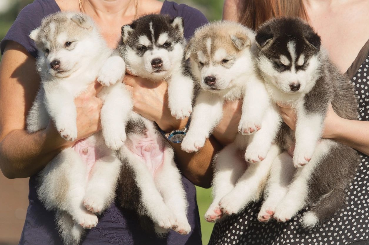 Husky puppies held outdoors