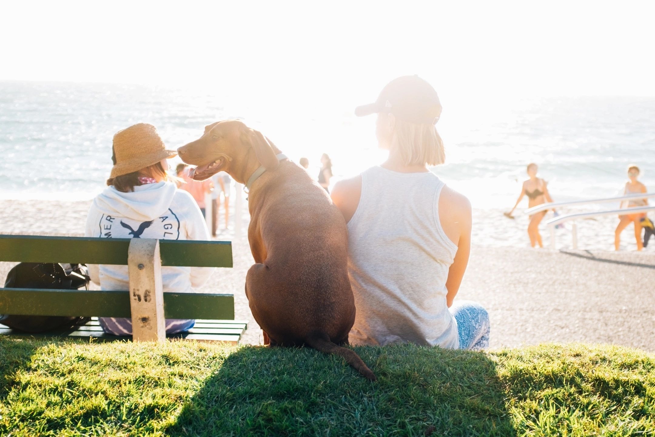 Person sitting with dog on bench at beach